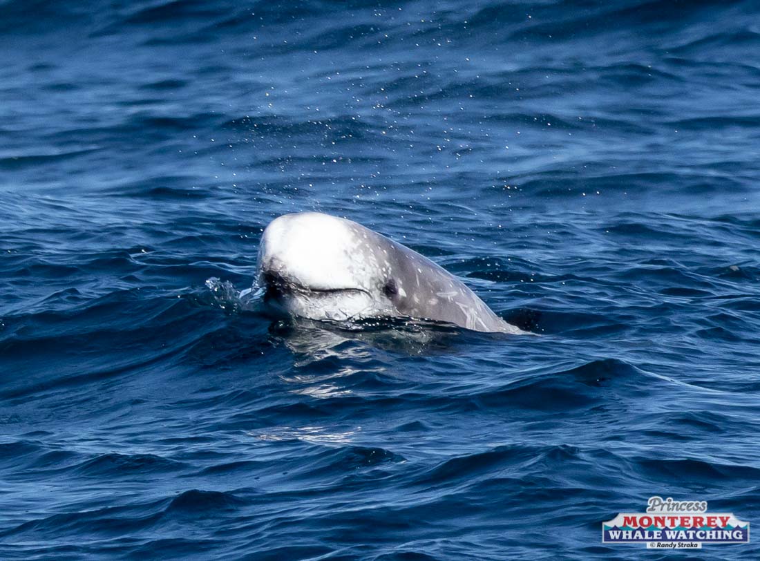 a polar bear swimming in a body of water