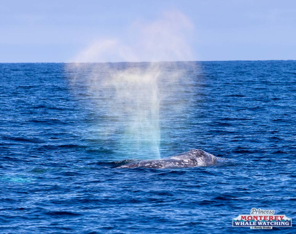 a whale jumping out of the water