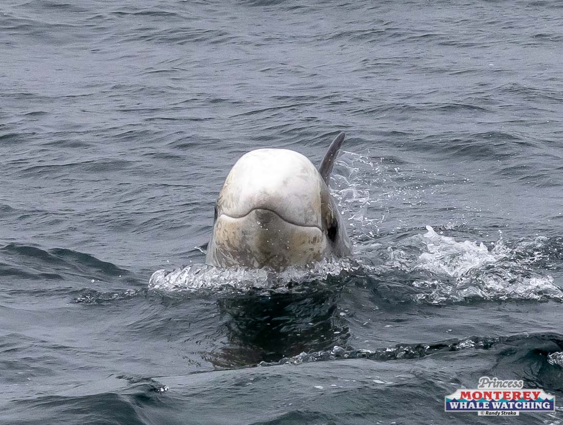 a dog swimming in a body of water