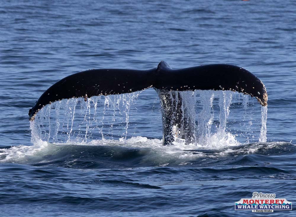 a whale jumping out of the water