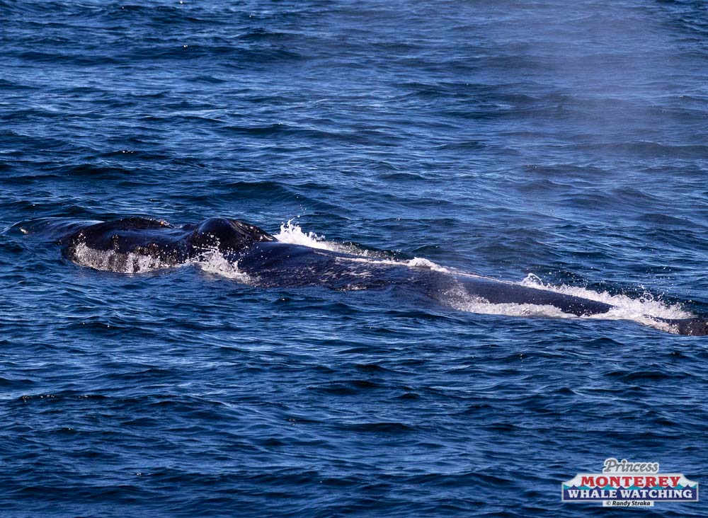 a whale jumping out of the water