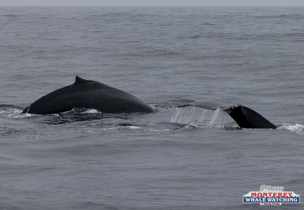 a whale jumping out of the water
