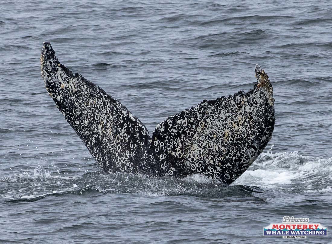 a dog in a body of water