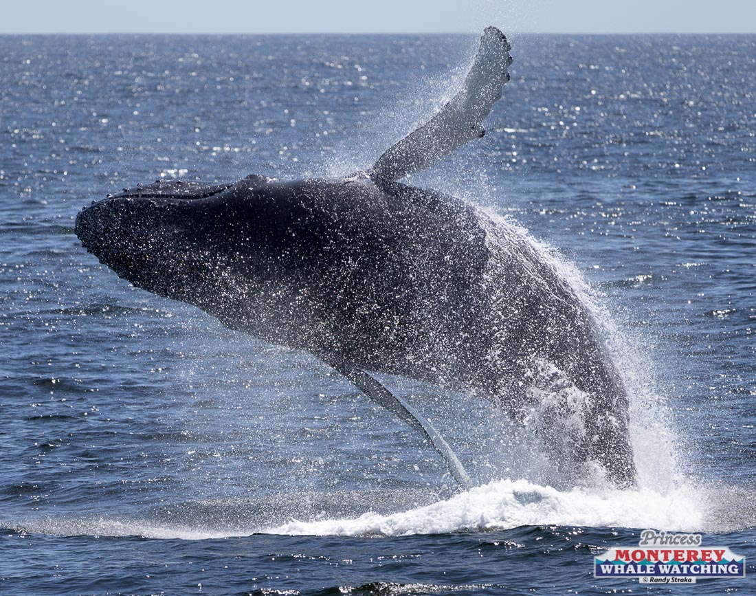 a whale jumping out of the water