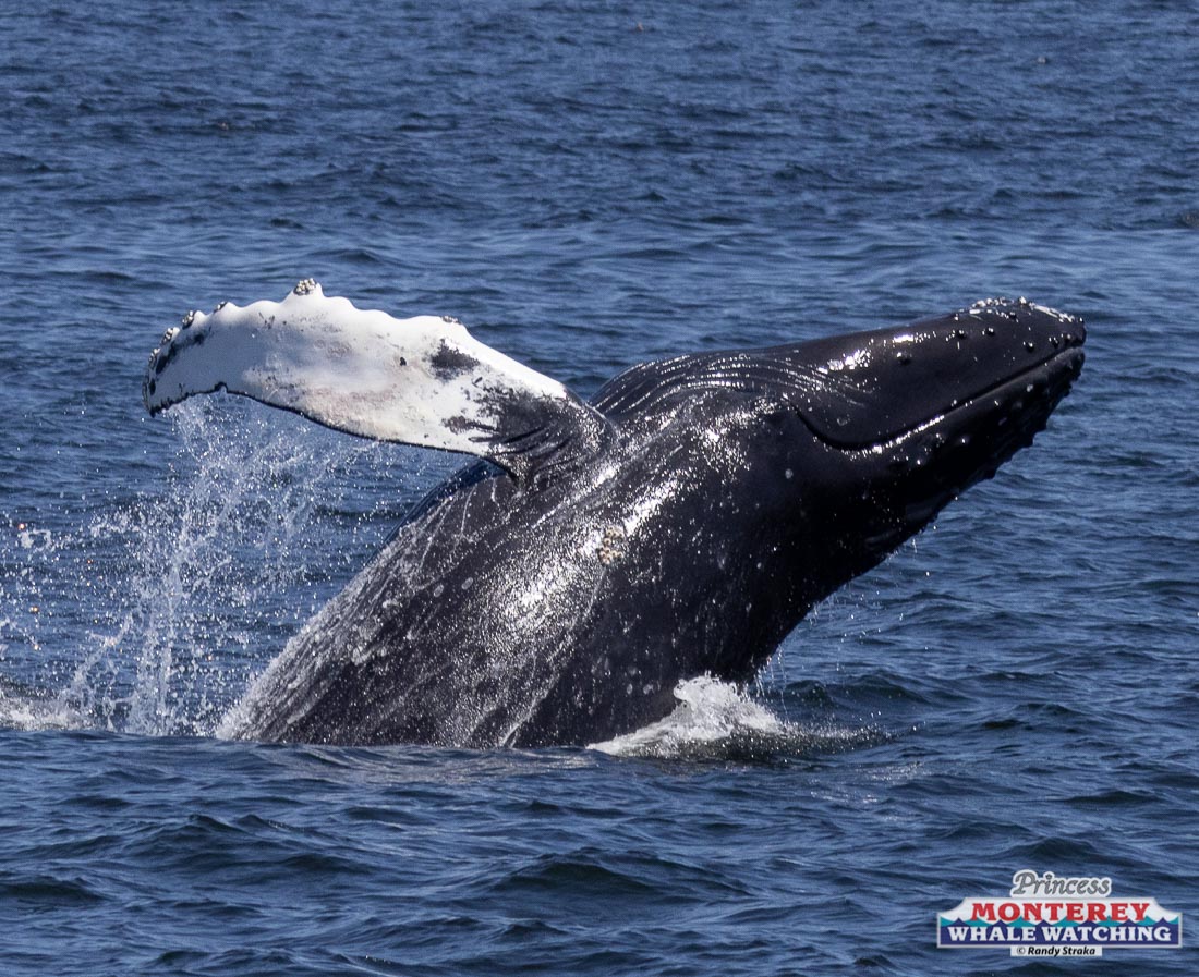 a whale jumping out of the water