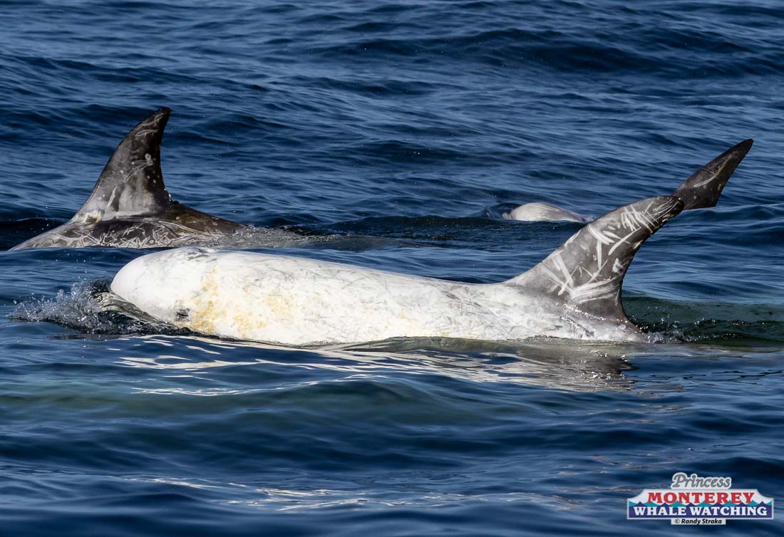 an animal swimming in the water