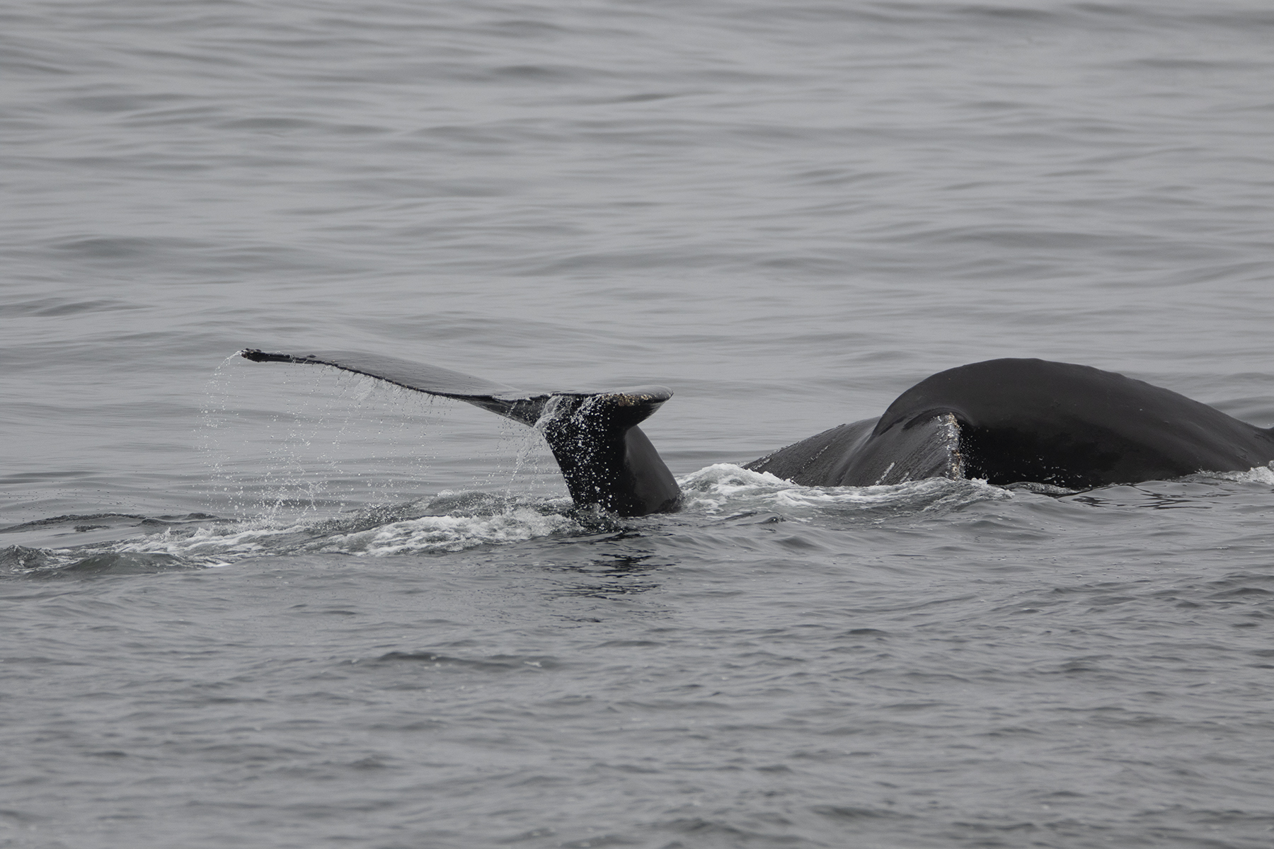 a whale jumping out of the water