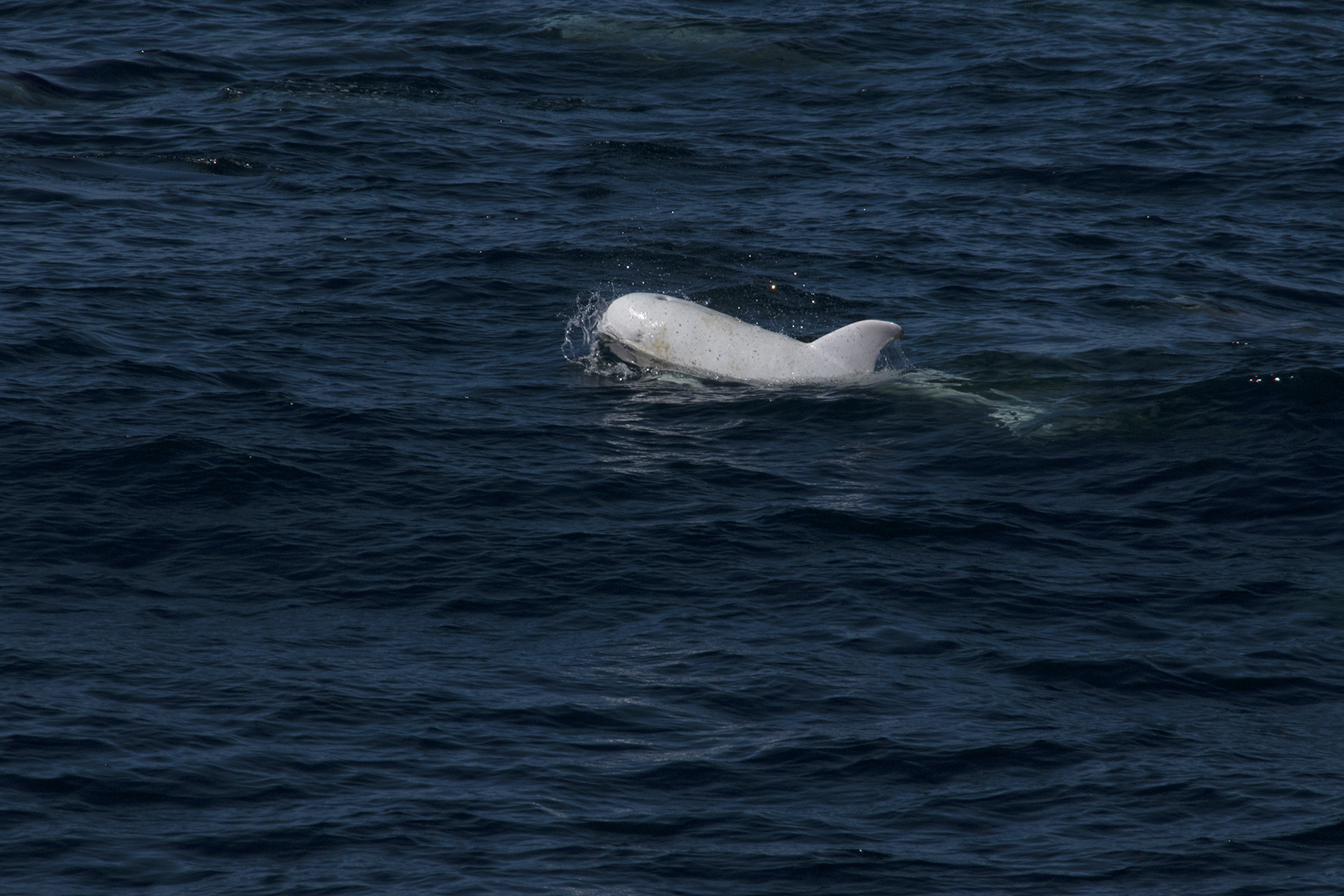 a whale swimming in a body of water