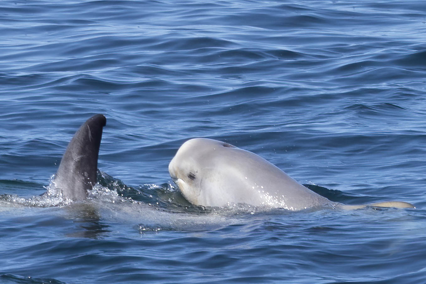 a polar bear swimming in a body of water