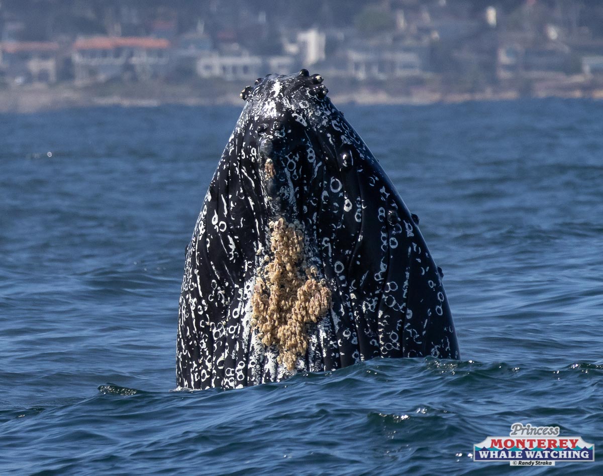 a whale jumping out of the water