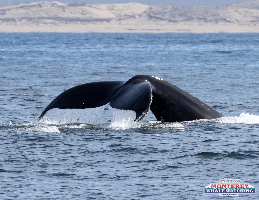 a whale jumping out of the water