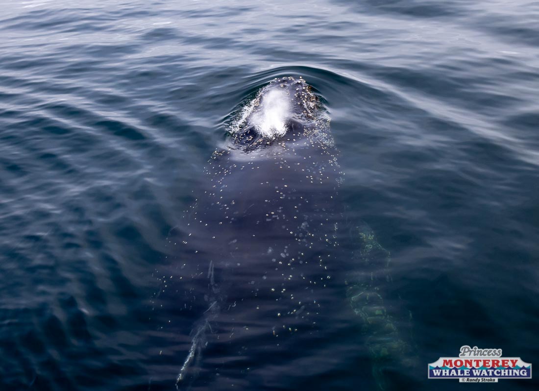 a bird swimming in water