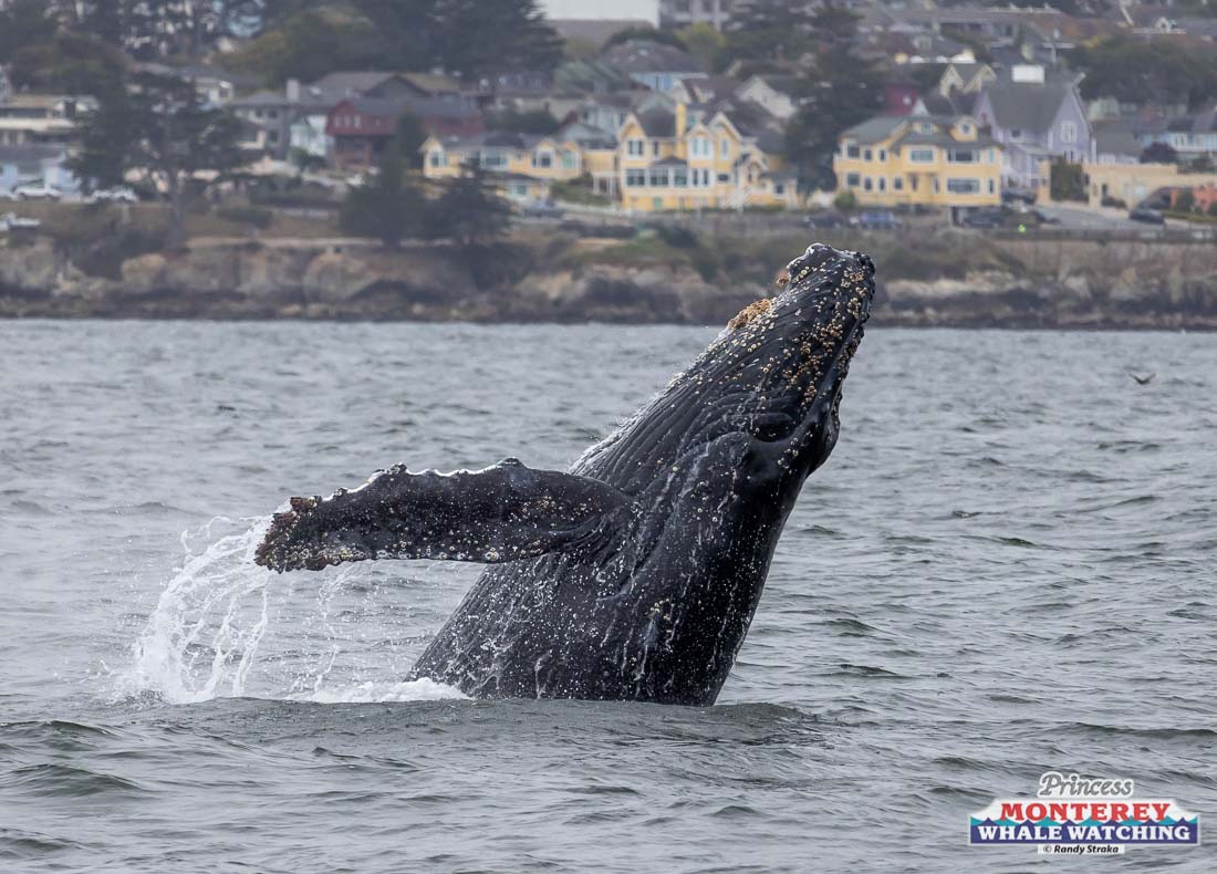 a whale jumping out of the water