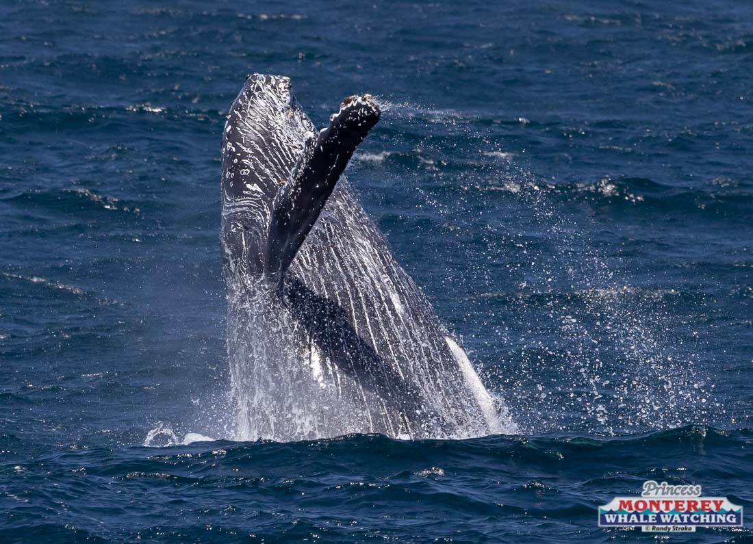 a whale jumping out of the water