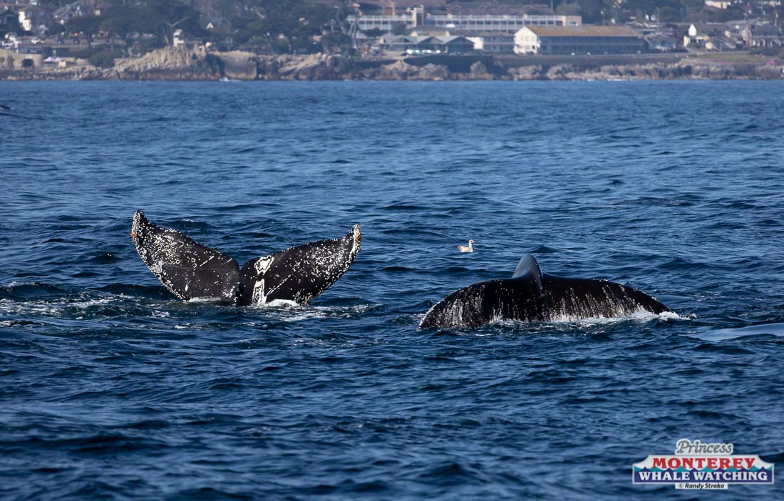 a whale swimming in a body of water