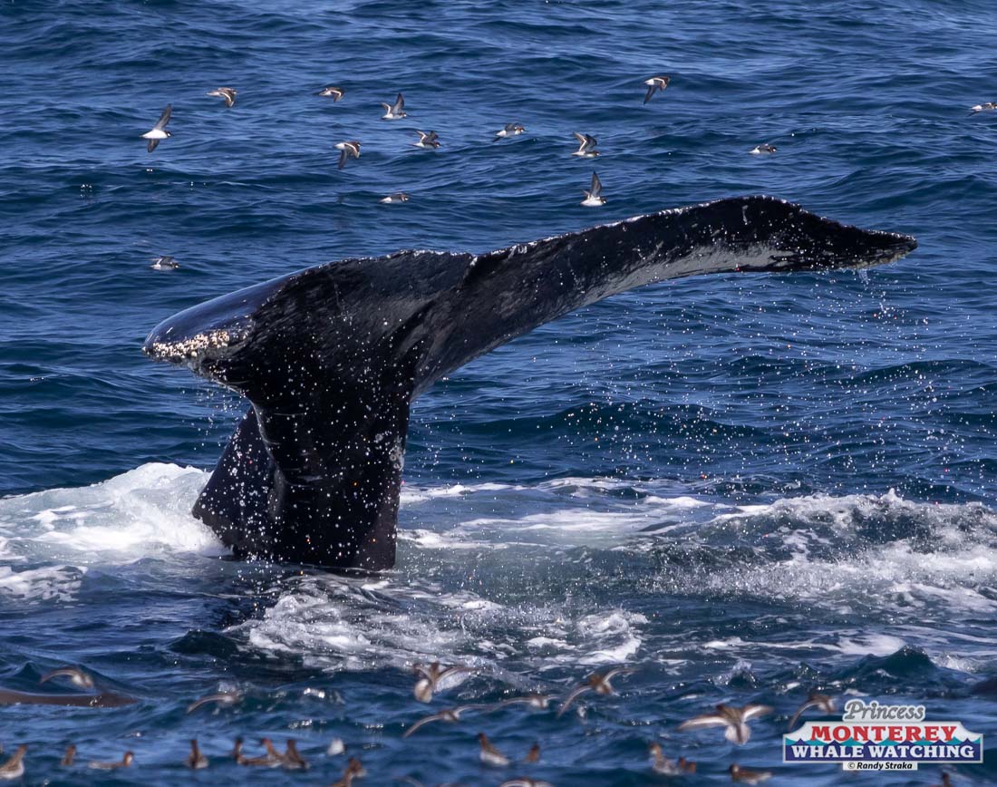 a whale jumping out of the water