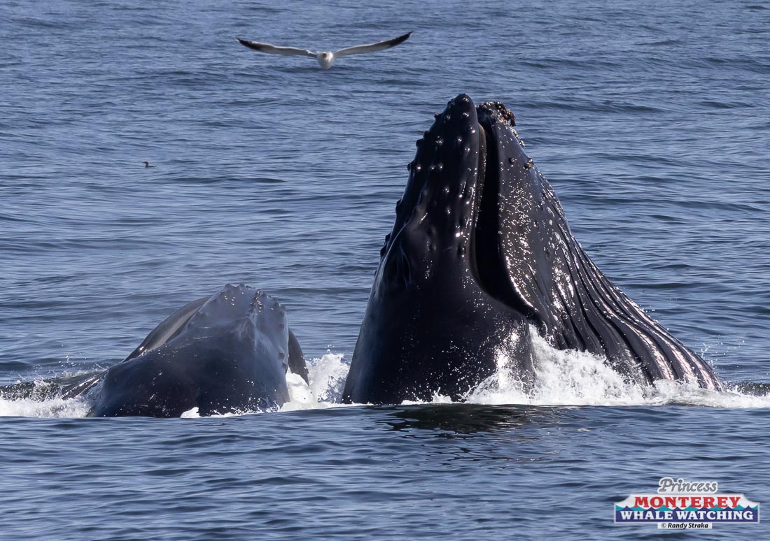 a whale jumping out of the water
