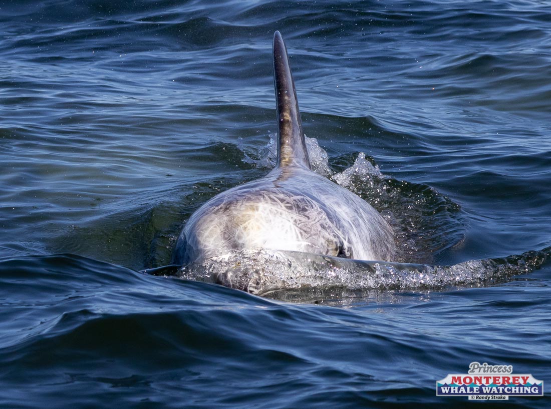 an animal swimming in the water