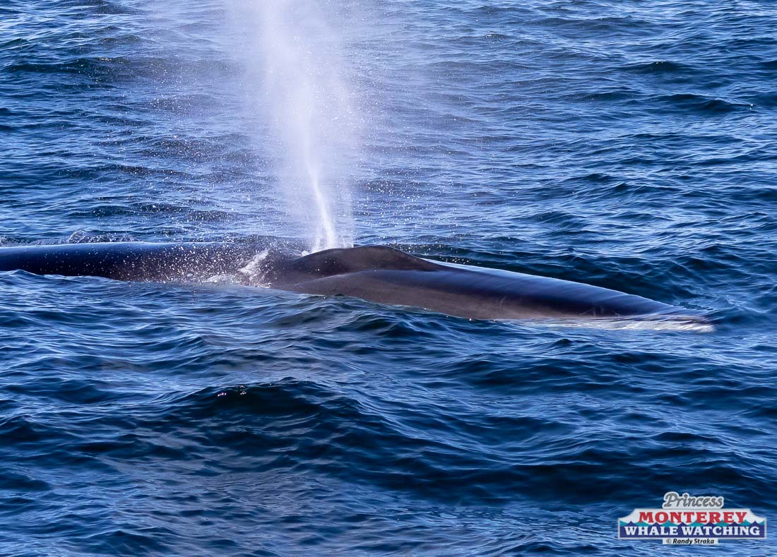 a whale jumping out of the water