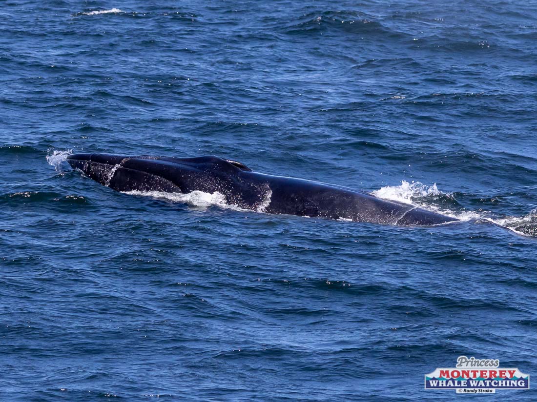 a whale jumping out of the water