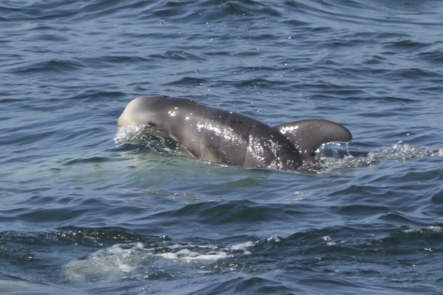 a dog swimming in a body of water