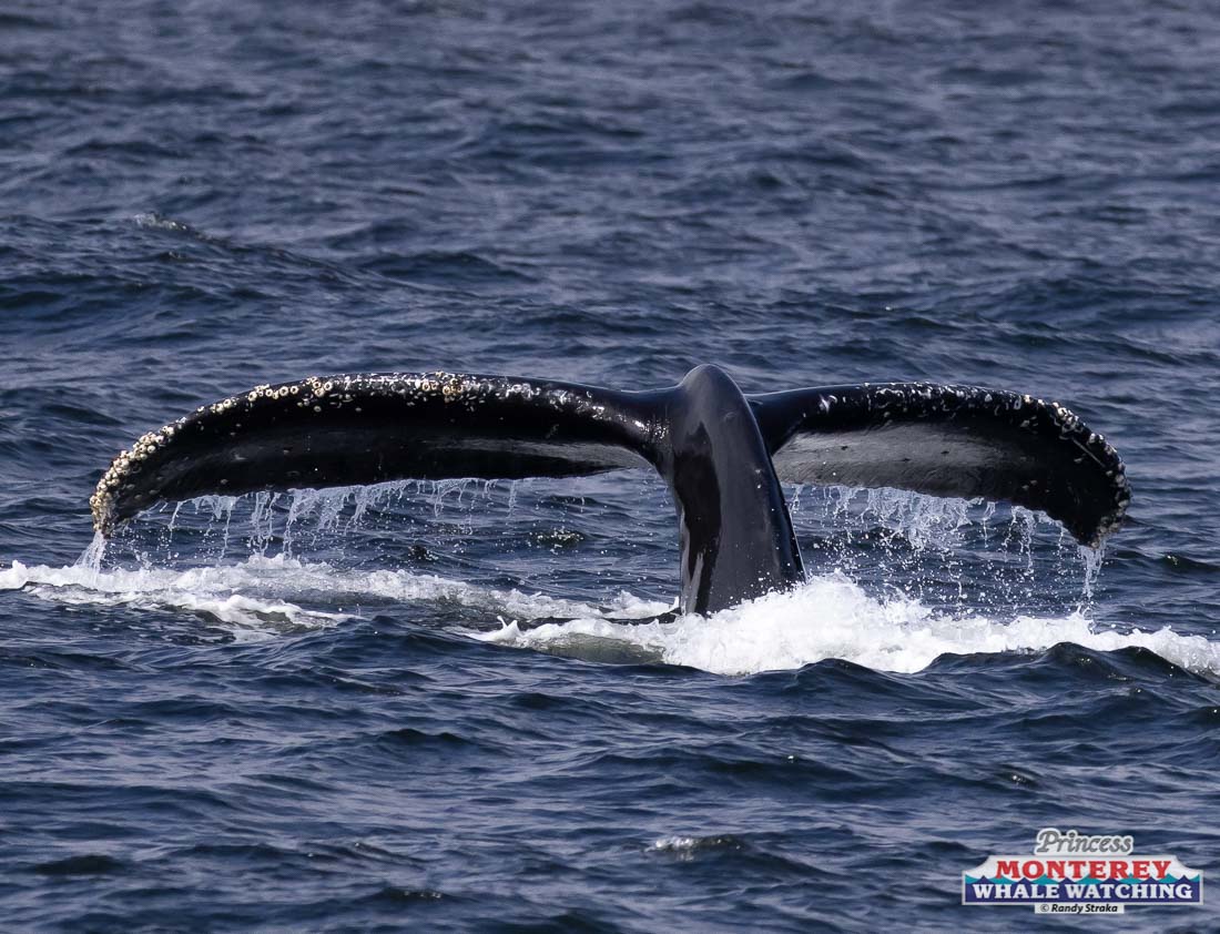 a whale jumping out of the water