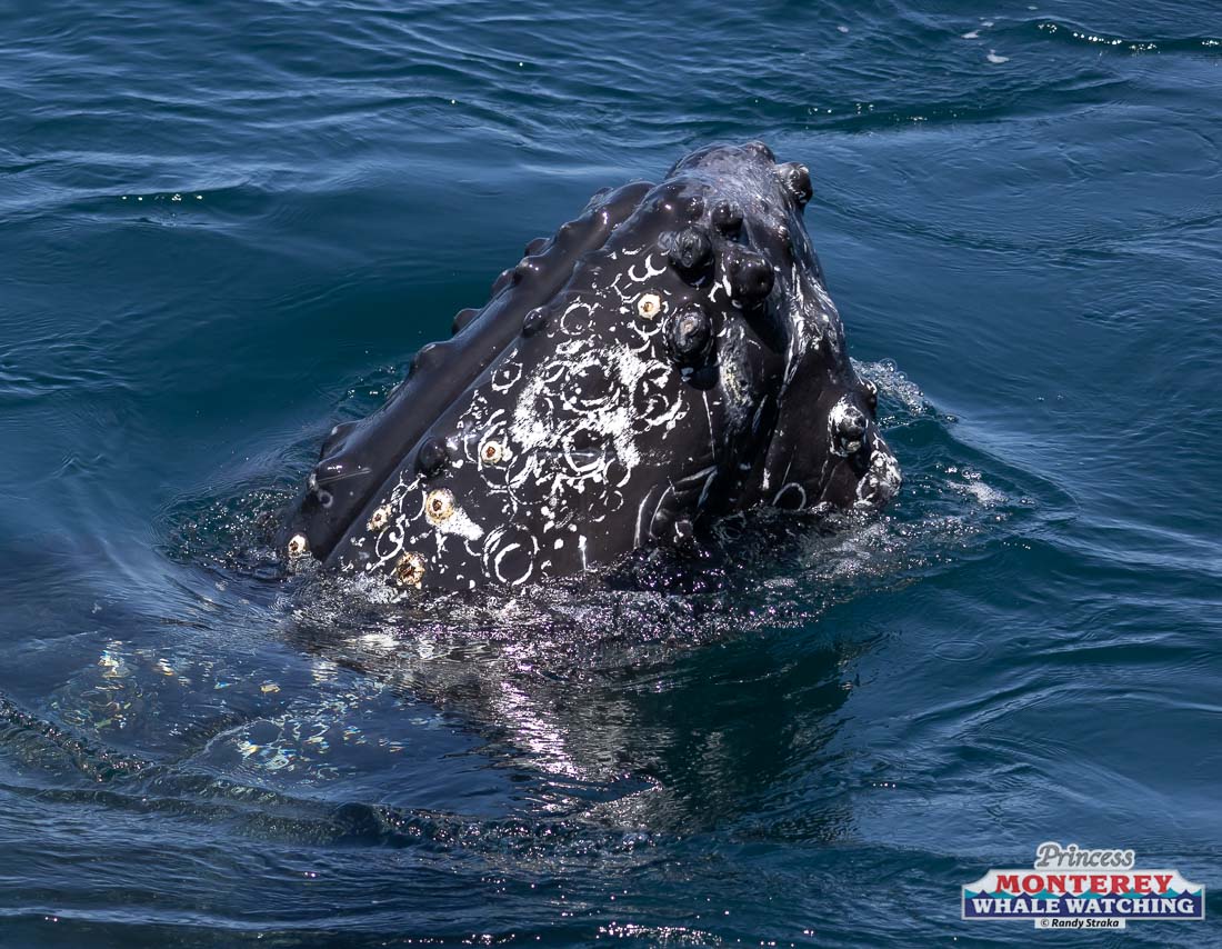 a large body of water