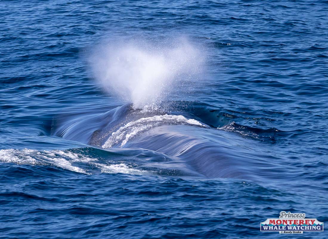 a whale jumping out of the water