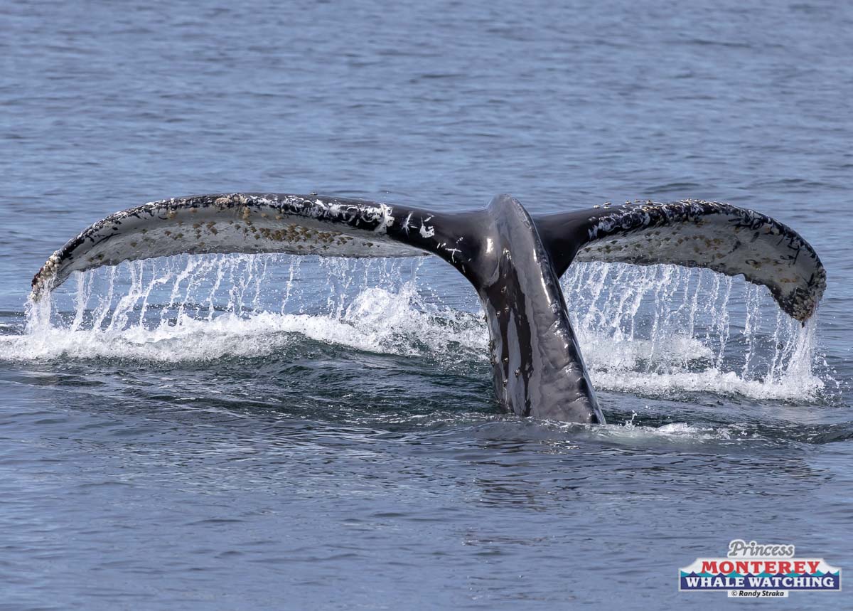 a whale jumping out of the water