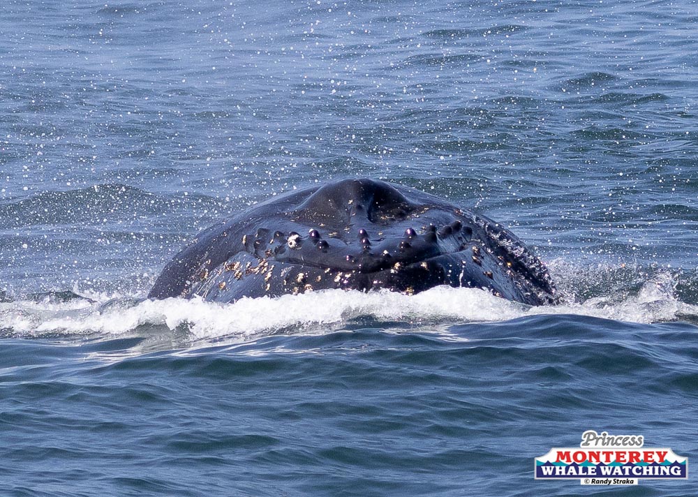 a whale jumping out of the water