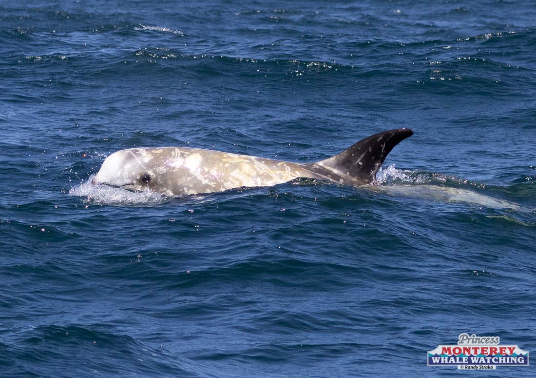 a whale jumping out of the water