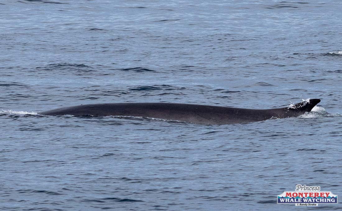 a whale jumping out of the water