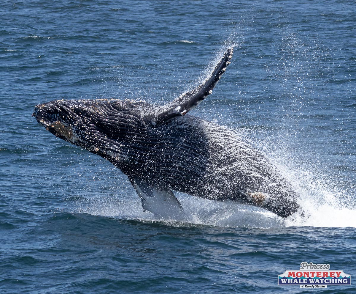1C6A1078 a whale jumping out of the water
