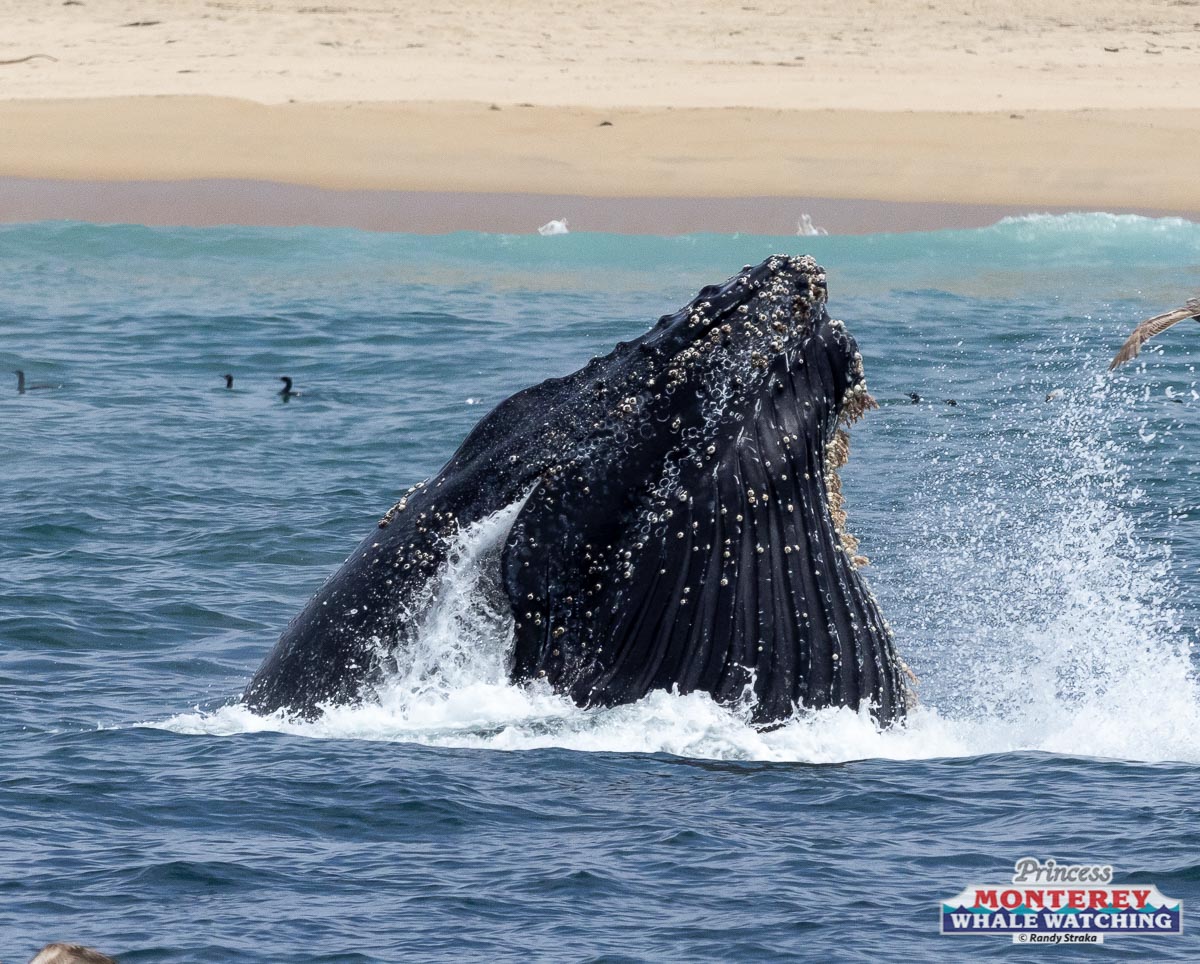 a whale jumping out of the ocean