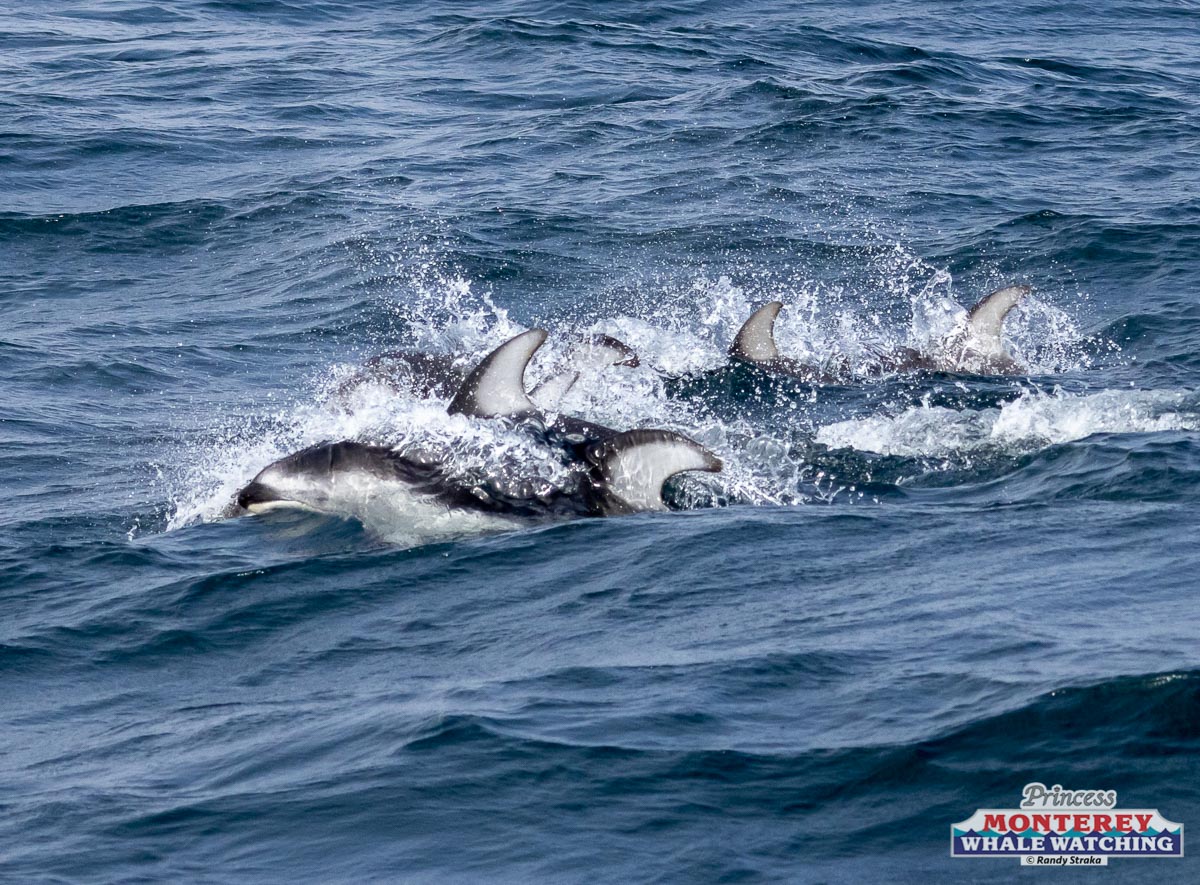 a dog swimming in a body of water