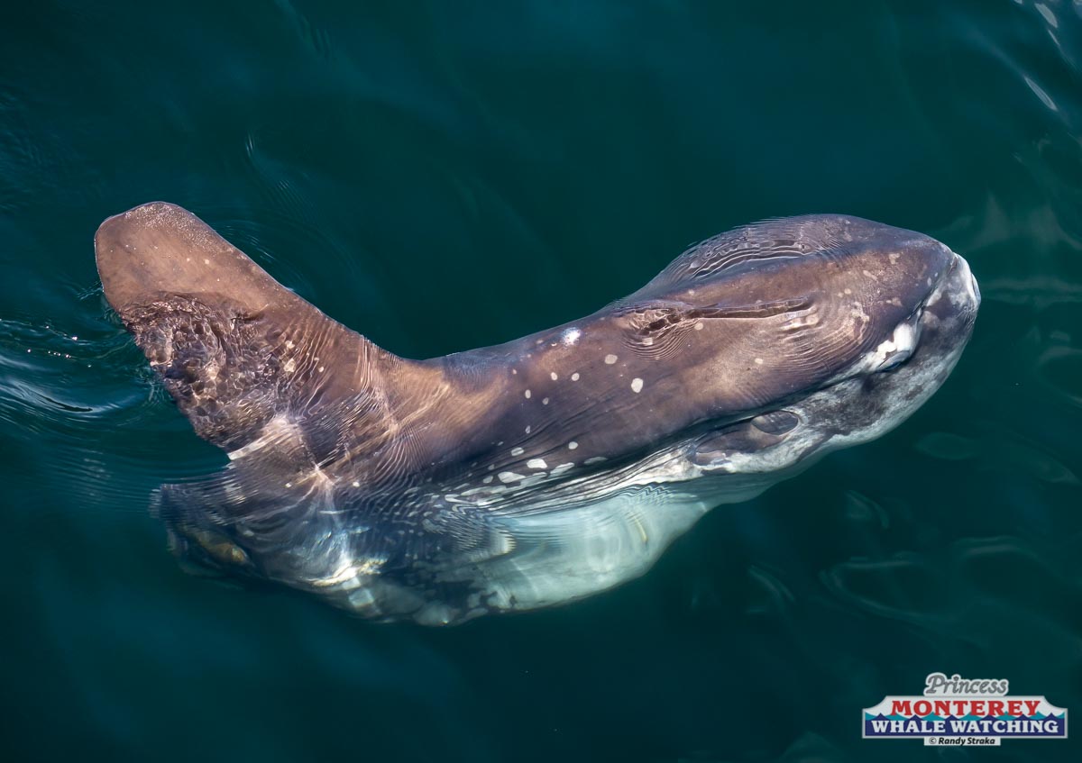 a bird swimming in water