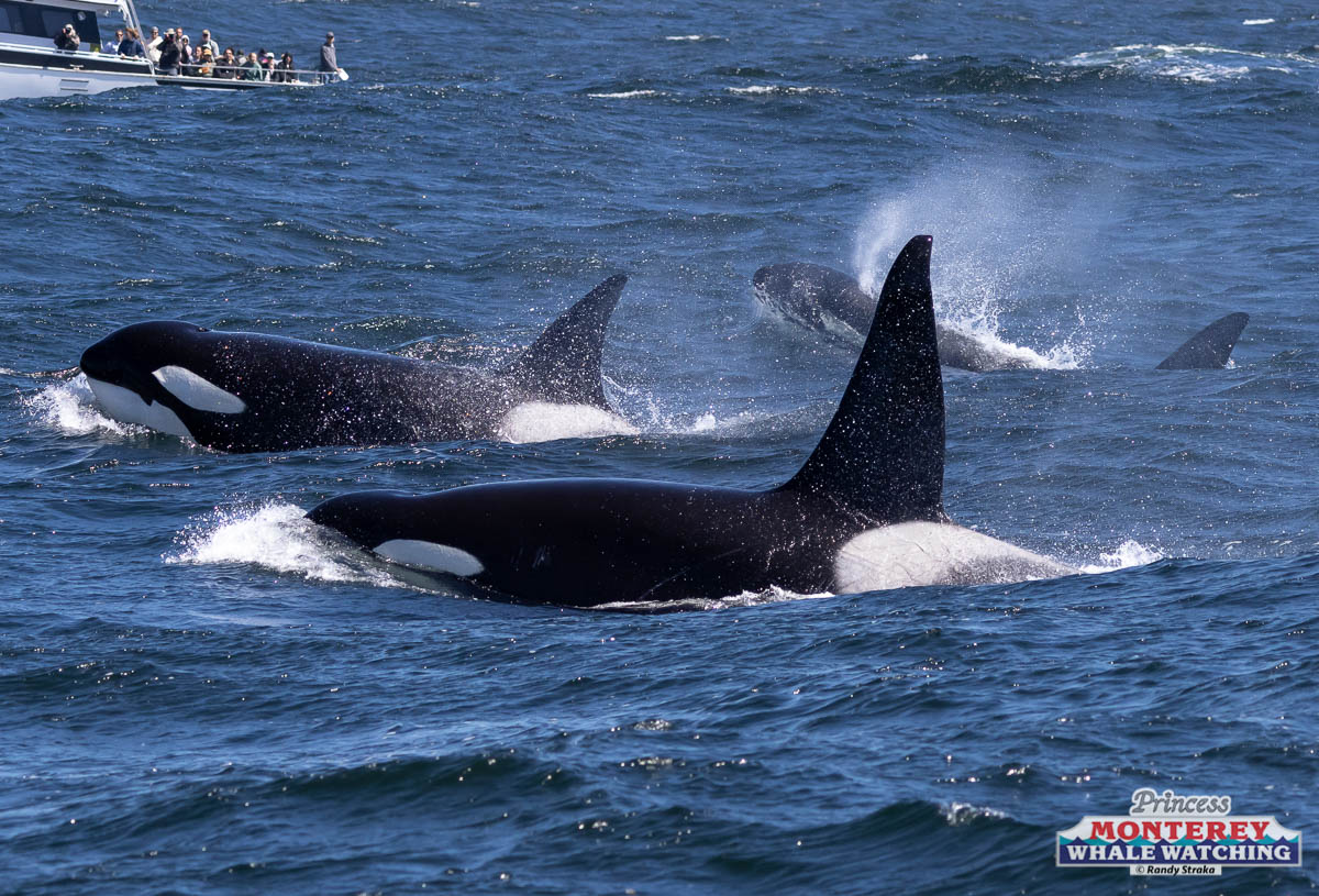 a dolphin jumping out of the water