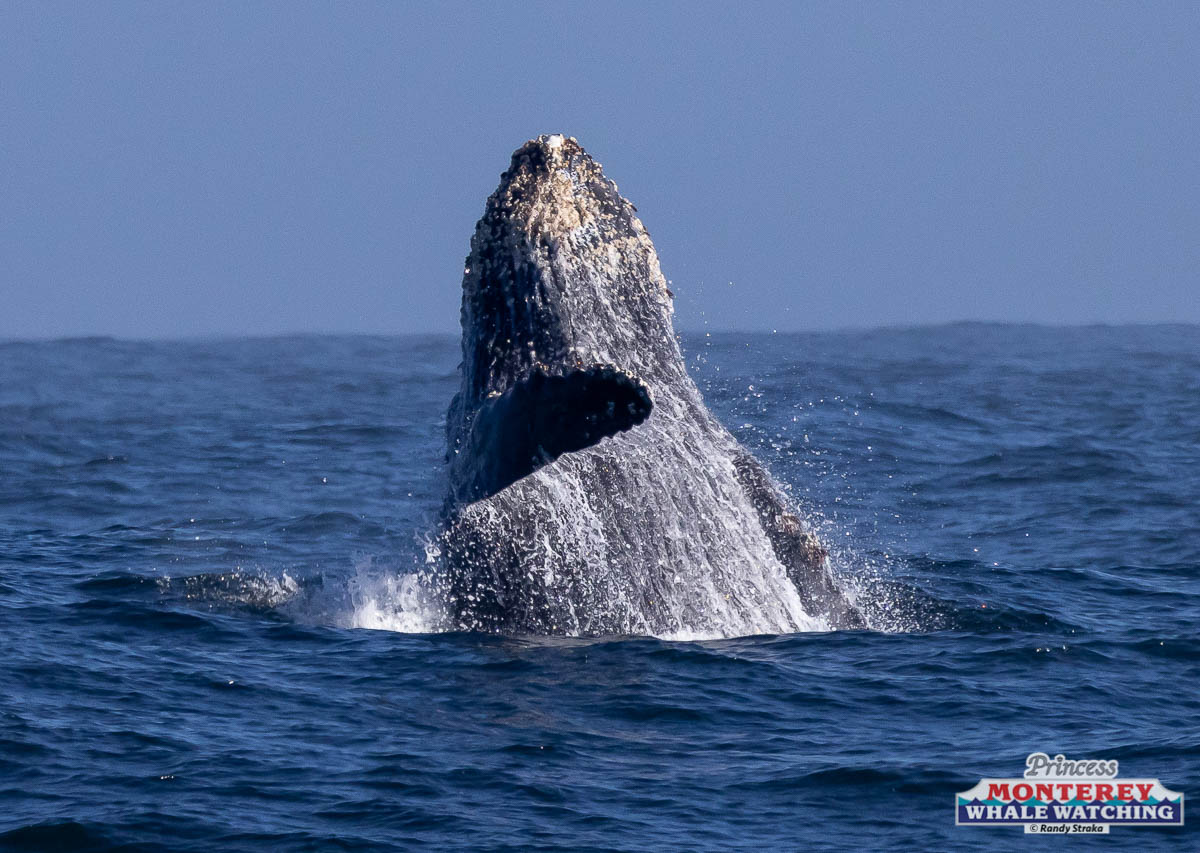 a whale jumping out of the water