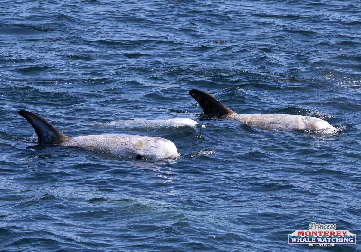 a dog swimming in a body of water