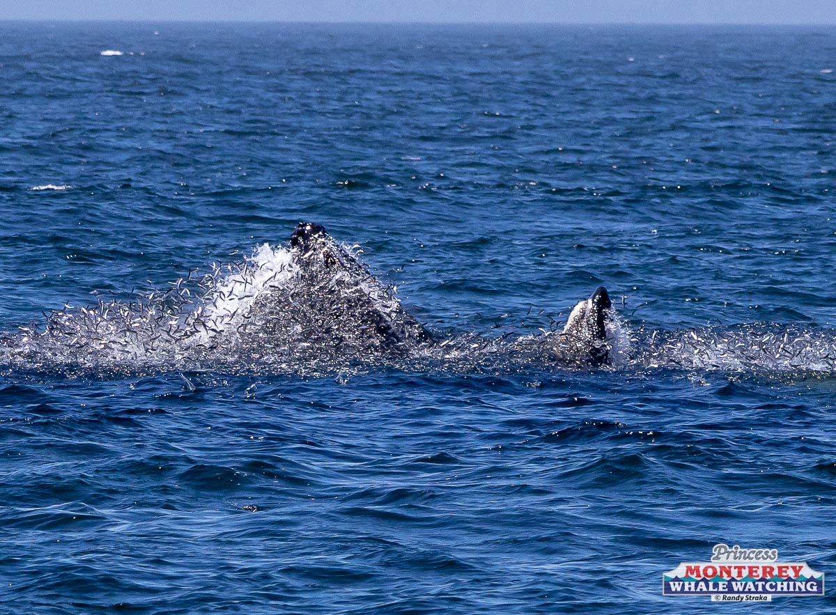 a dog swimming in a body of water