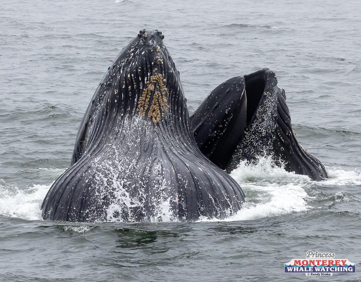 a whale jumping out of the water