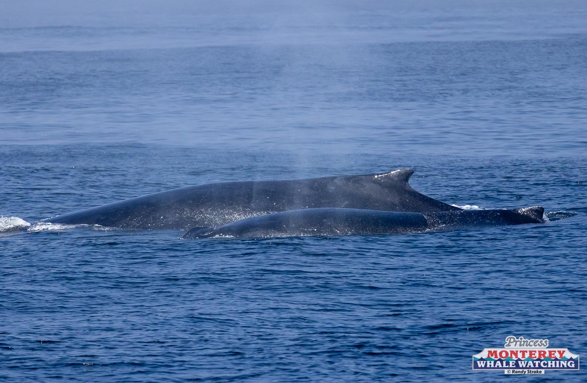 a whale jumping out of the water