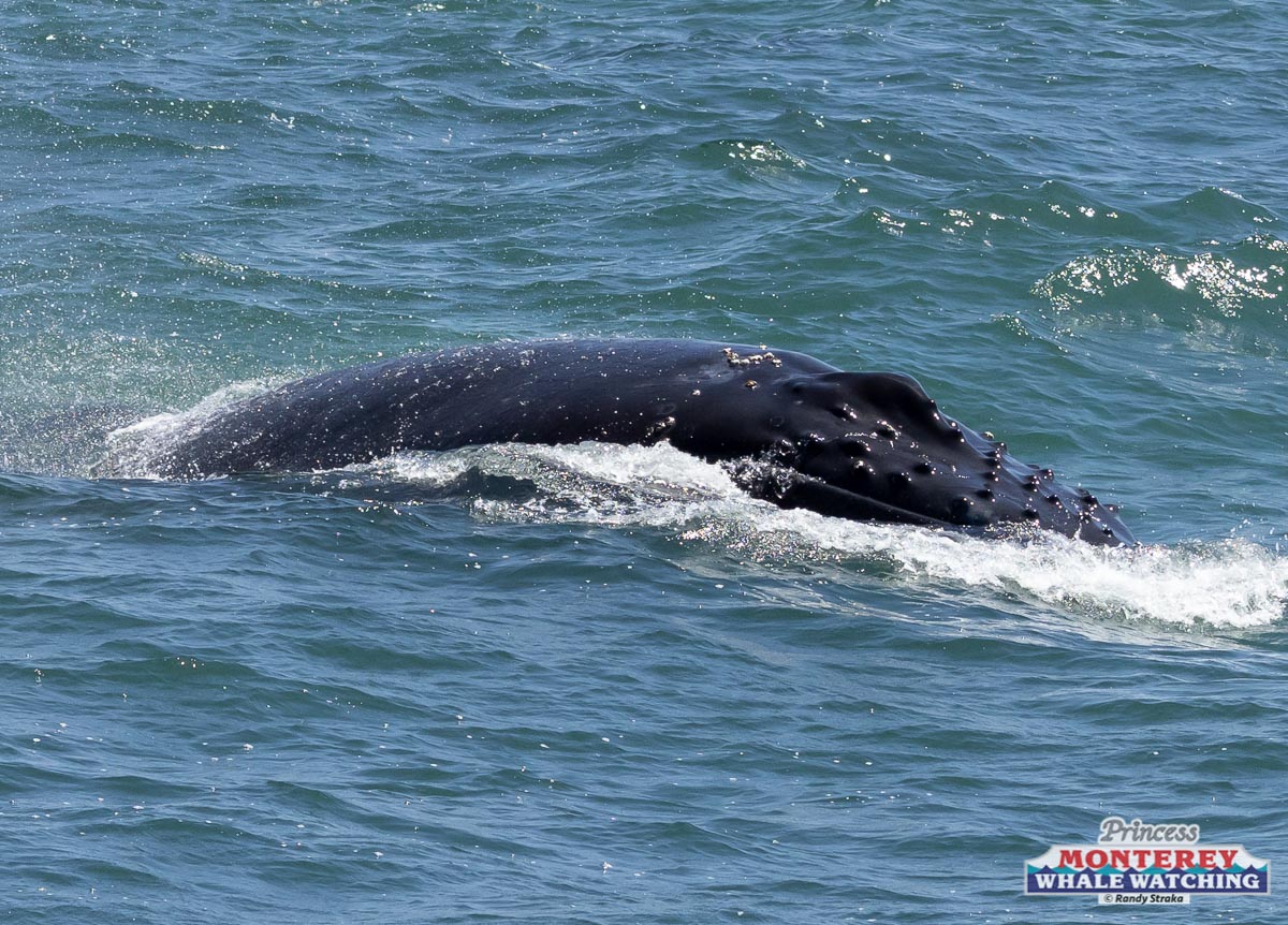 a whale jumping out of the water