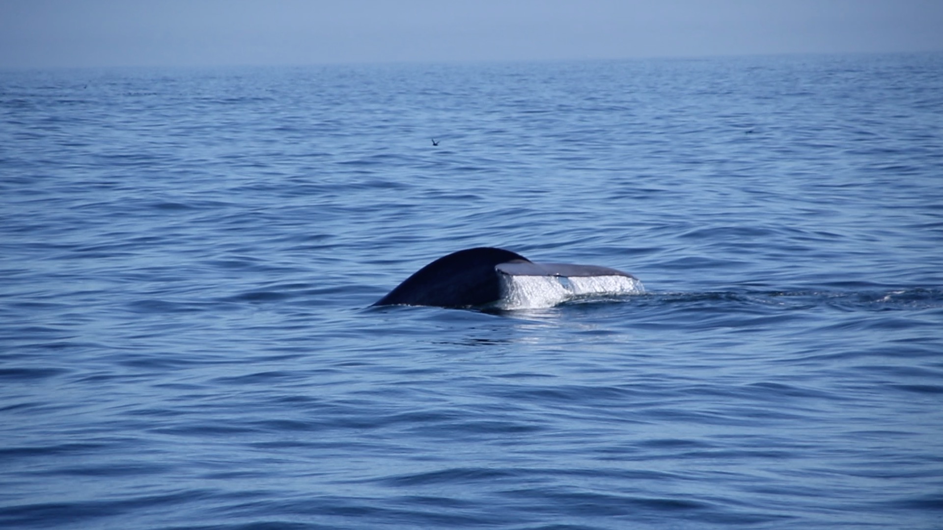 a whale swimming under water