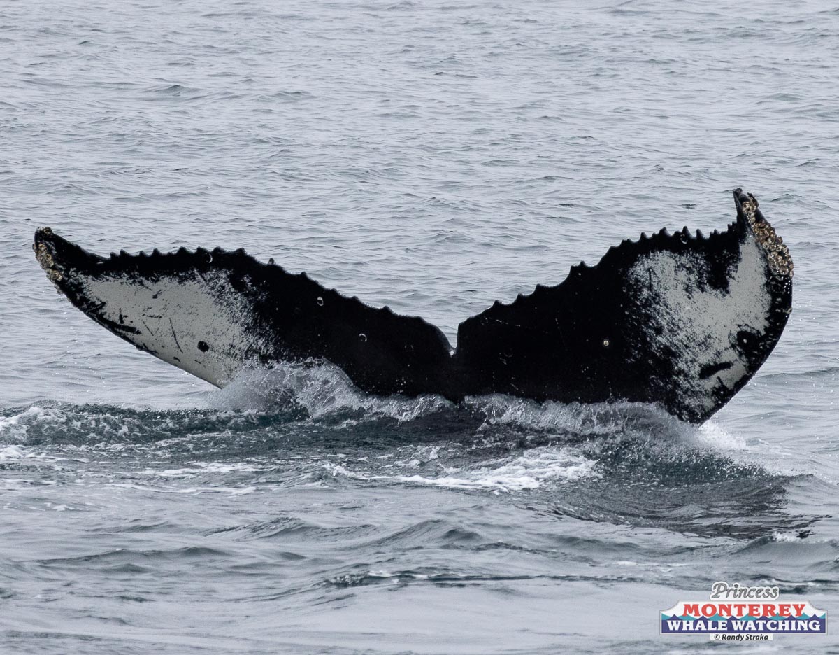 a whale jumping out of the water