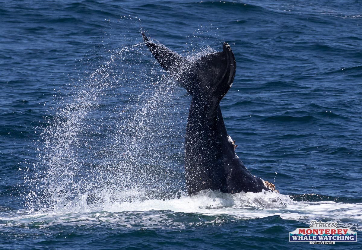 a man flying through the air over a body of water