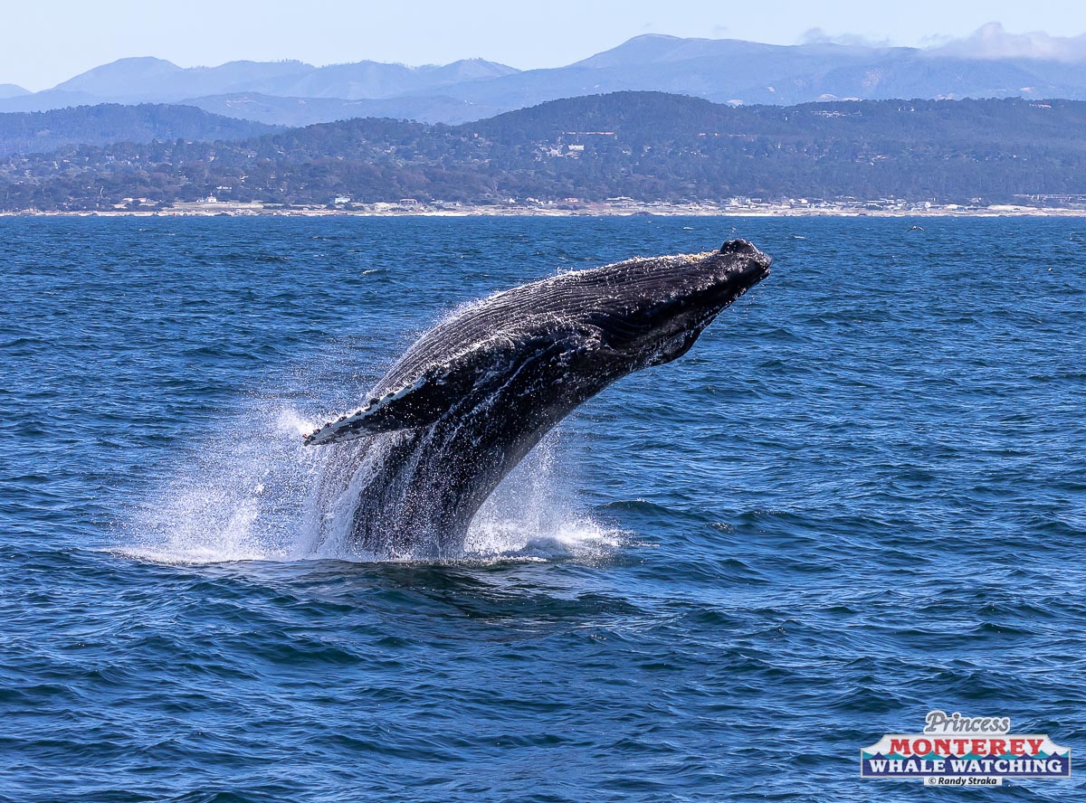 1C6A1961 a whale on a lake next to a body of water