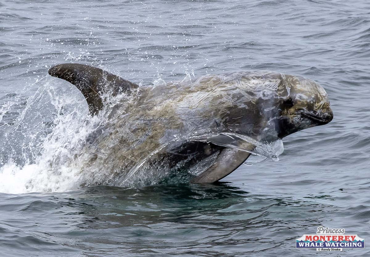 1C6A2020 animal on the water