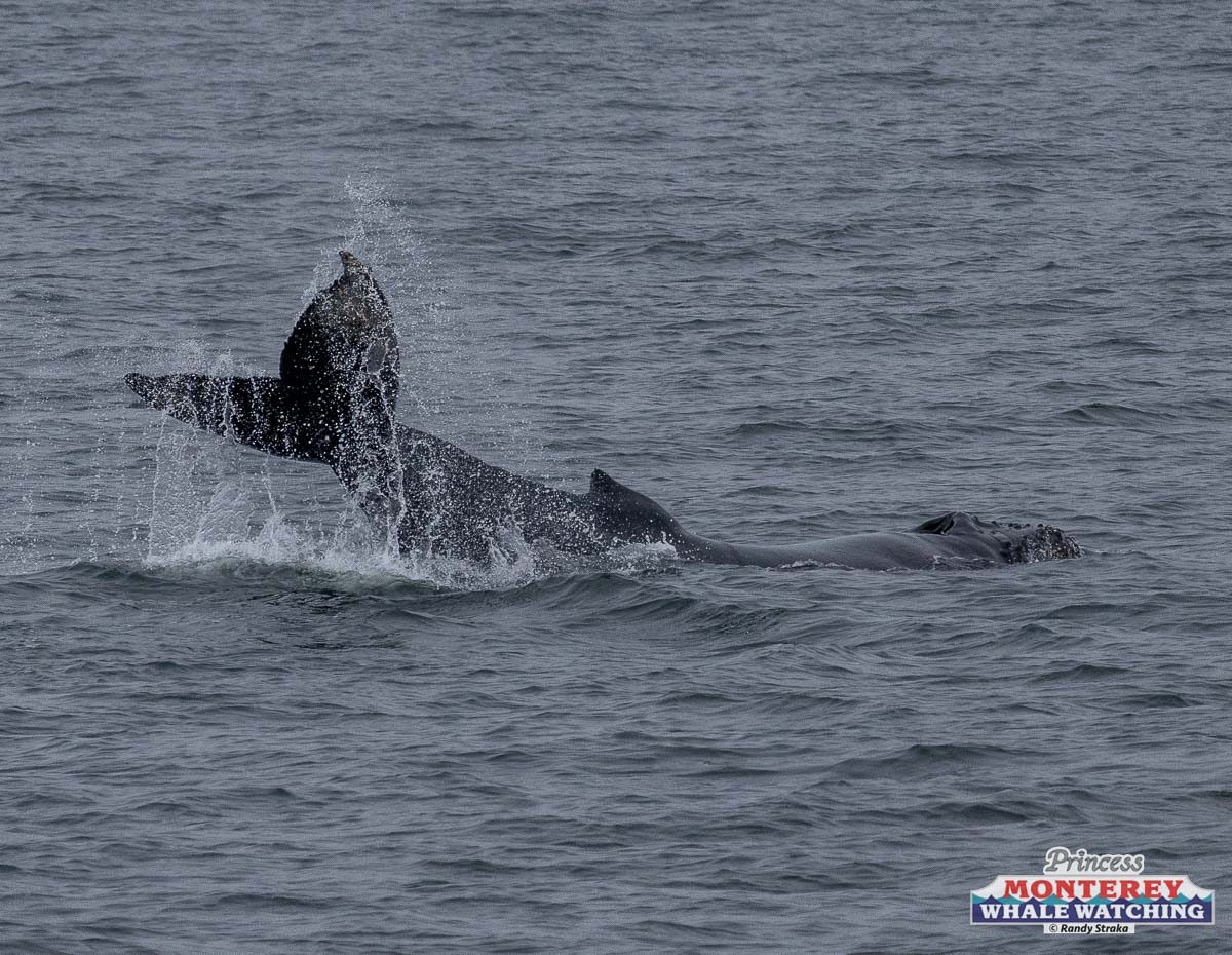 a whale jumping out of the water