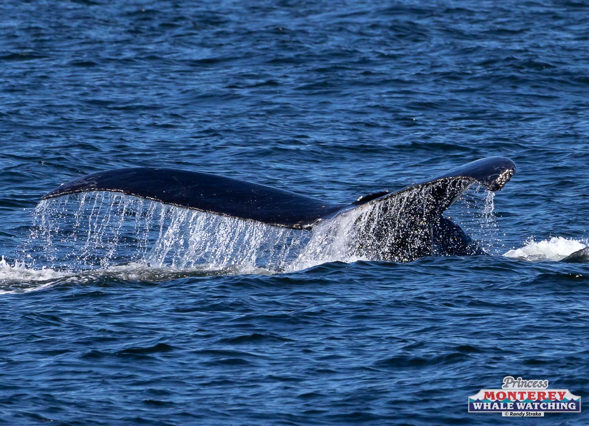 a whale jumping out of the water